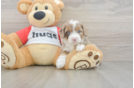 Petite Mini Aussiedoodle Poodle Mix Pup