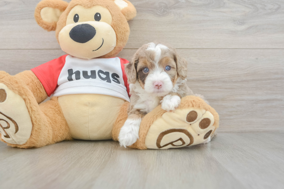 Petite Mini Aussiedoodle Poodle Mix Pup