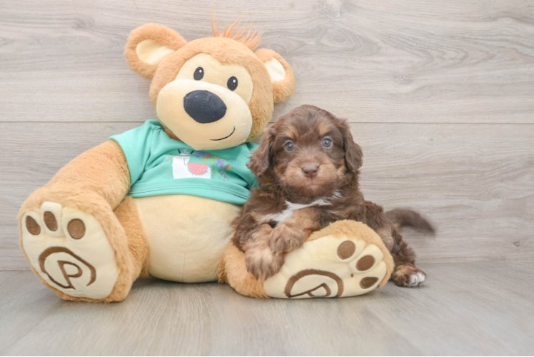 Best Mini Aussiedoodle Baby