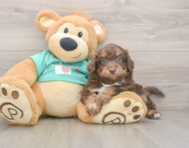 5 week old Mini Aussiedoodle Puppy For Sale - Lone Star Pups