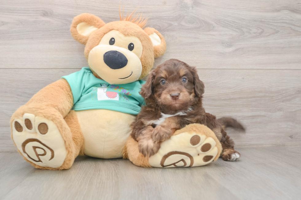 Best Mini Aussiedoodle Baby