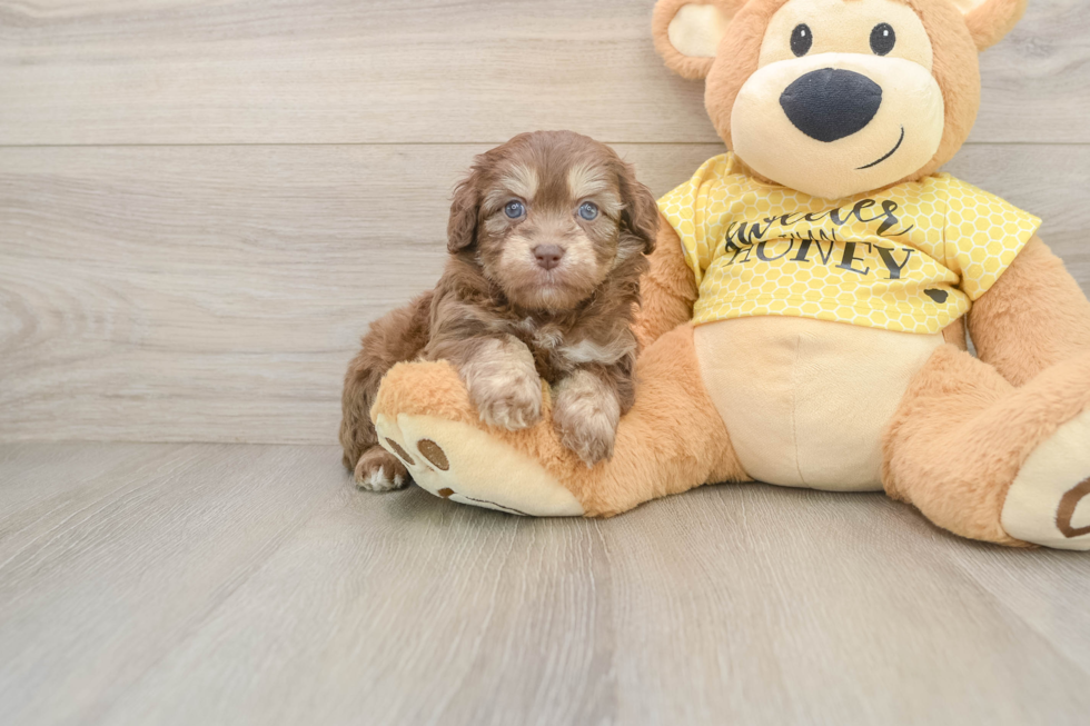 Best Mini Aussiedoodle Baby