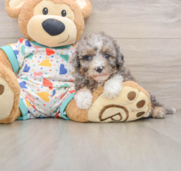 9 week old Mini Aussiedoodle Puppy For Sale - Lone Star Pups