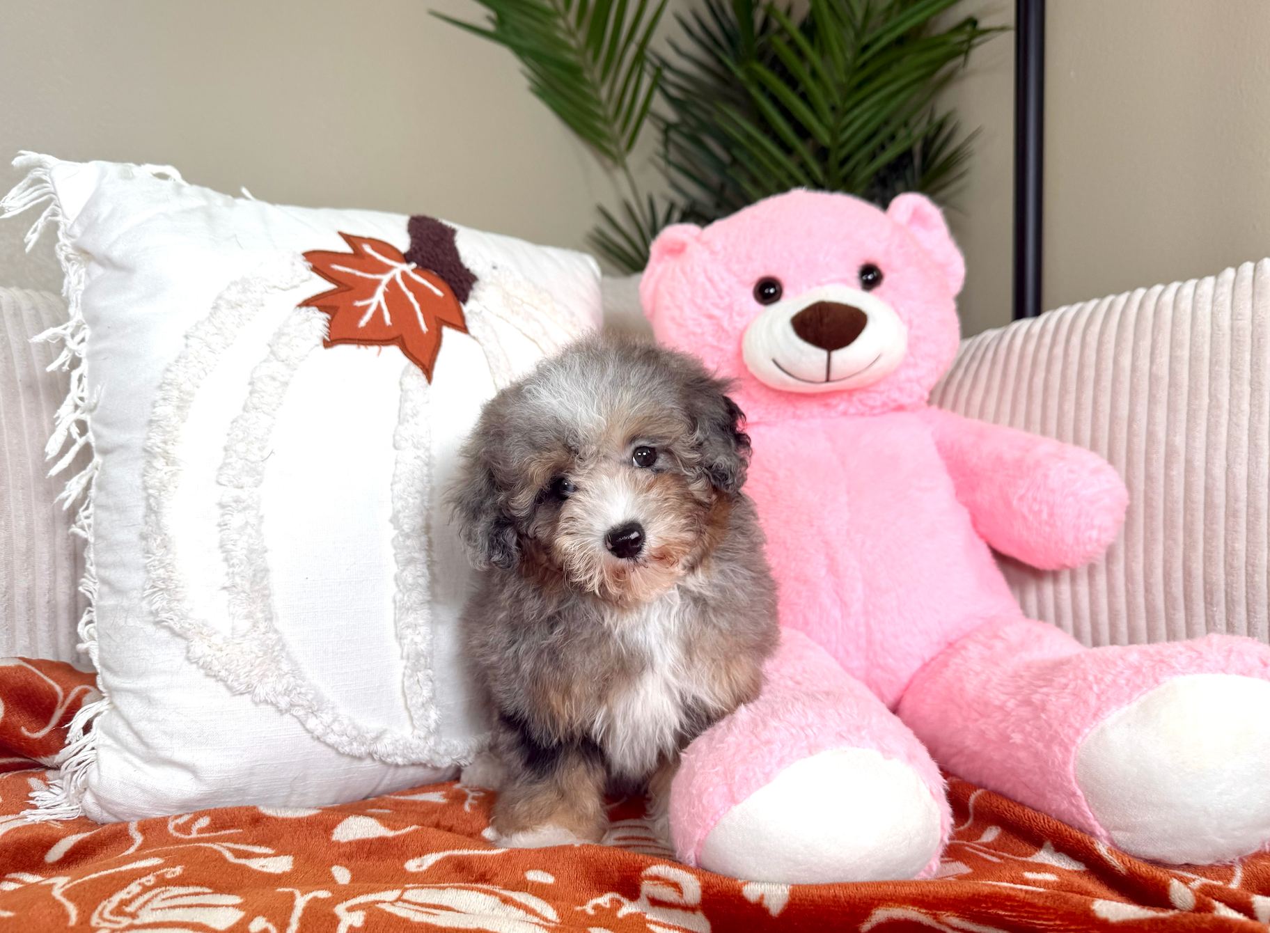 Cute Aussie Poo Poodle Mix Puppy