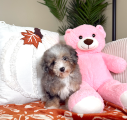 9 week old Mini Aussiedoodle Puppy For Sale - Lone Star Pups