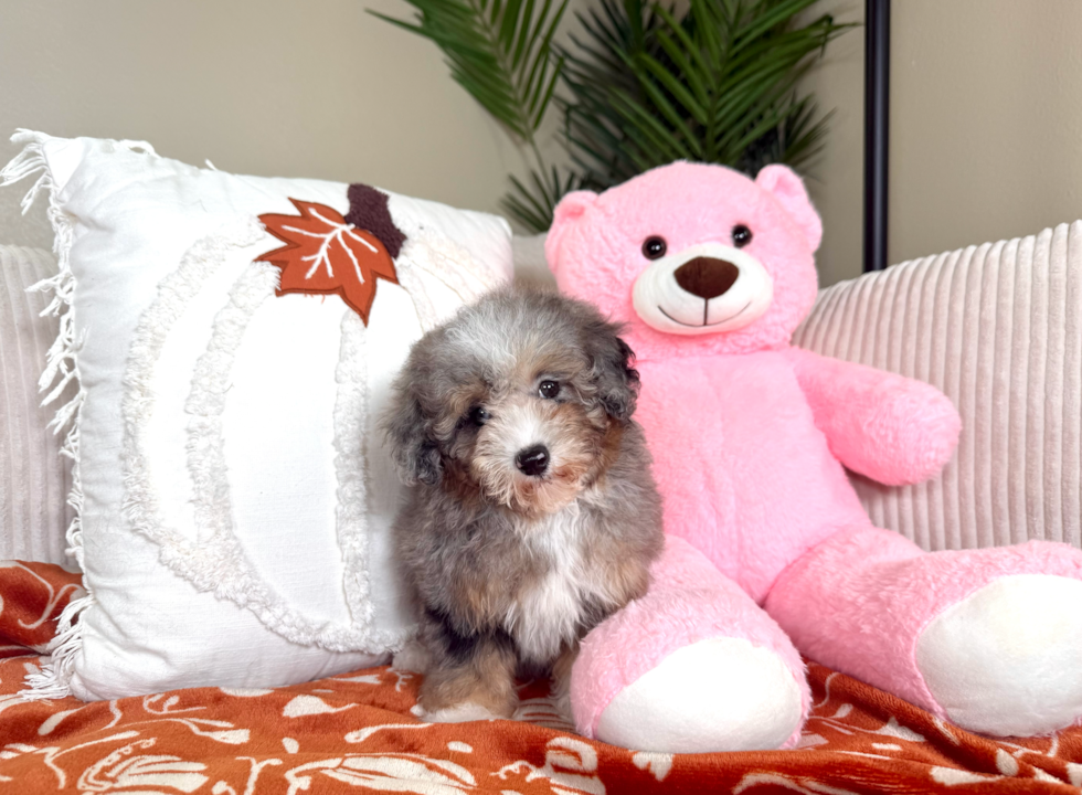 Cute Aussie Poo Poodle Mix Puppy