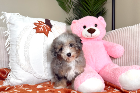 Cute Aussie Poo Poodle Mix Puppy