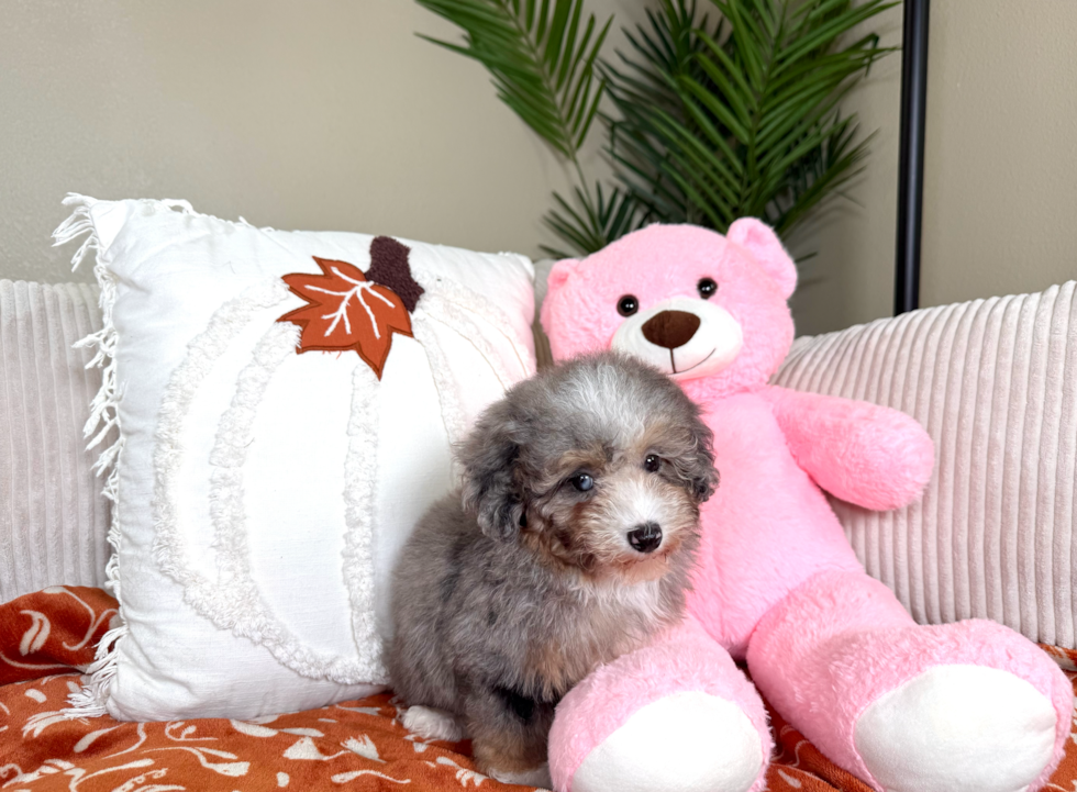 Cute Aussie Poo Poodle Mix Puppy