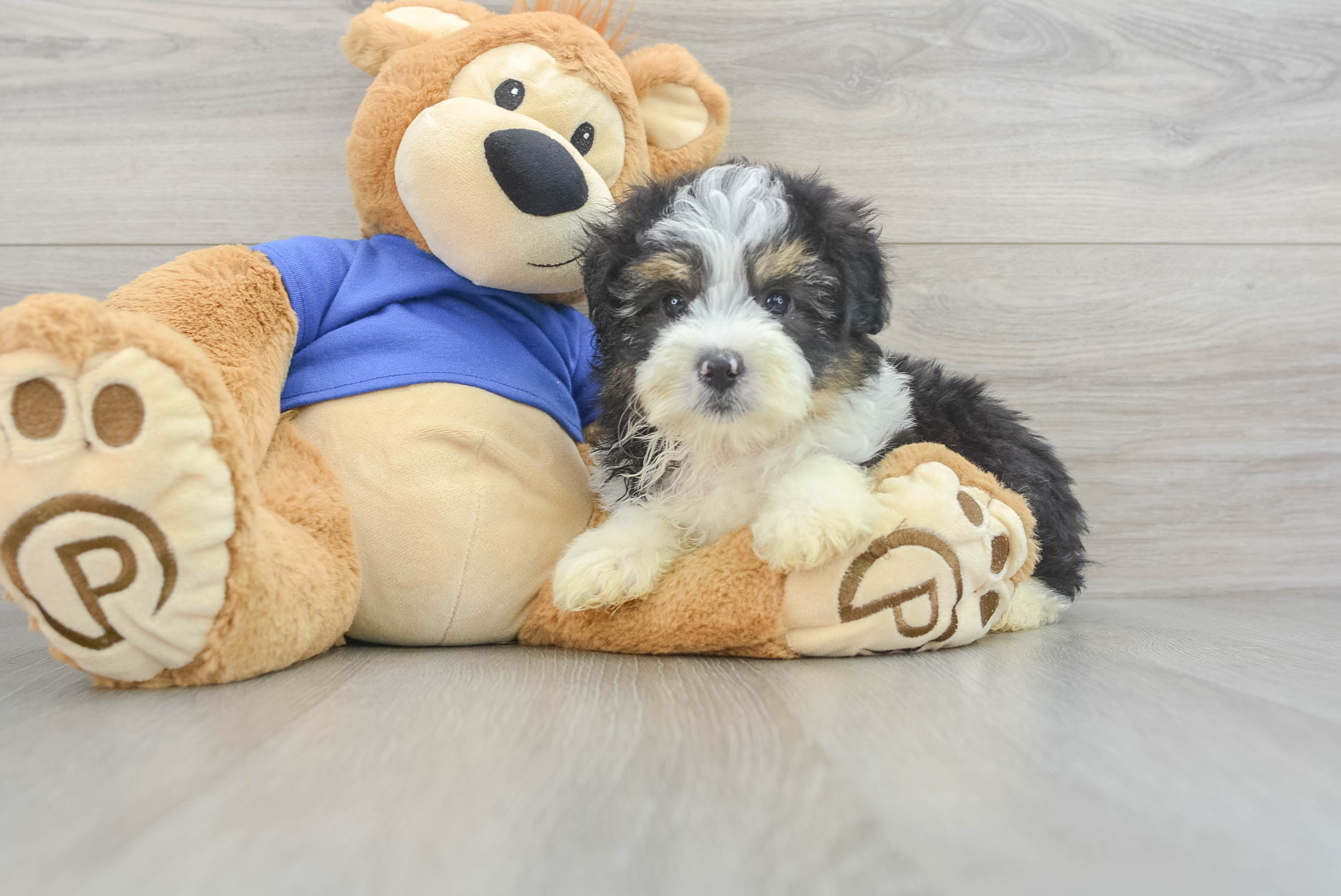 Smart Mini Aussiedoodle Poodle Mix Pup