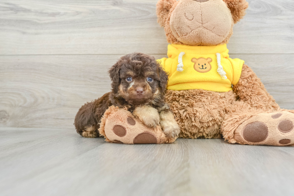 Fluffy Mini Aussiedoodle Poodle Mix Pup