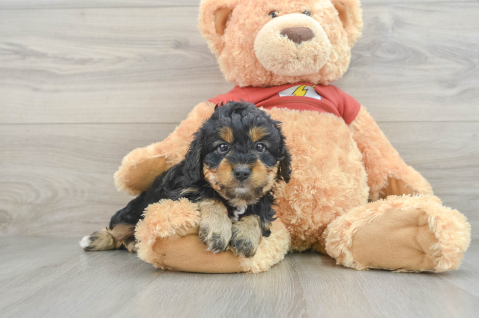 6 week old Mini Aussiedoodle Puppy For Sale - Lone Star Pups