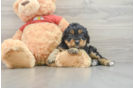 Friendly Mini Aussiedoodle Baby