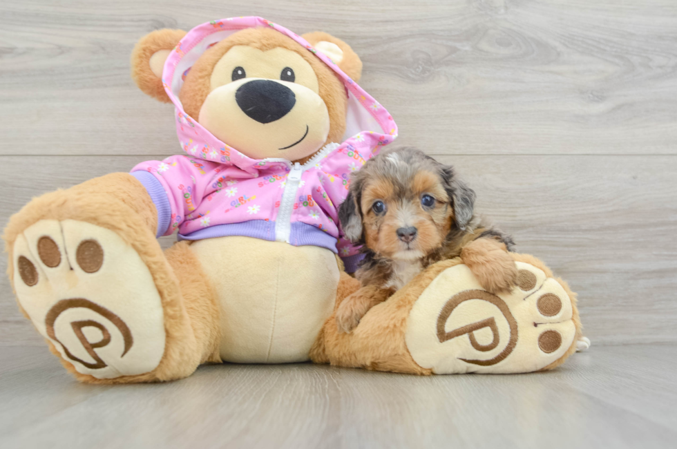 5 week old Mini Aussiedoodle Puppy For Sale - Lone Star Pups