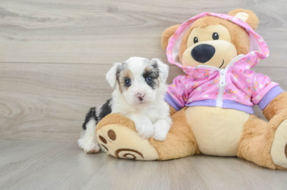 5 week old Mini Aussiedoodle Puppy For Sale - Lone Star Pups