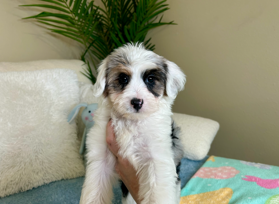 Cute Mini Aussiedoodle Baby