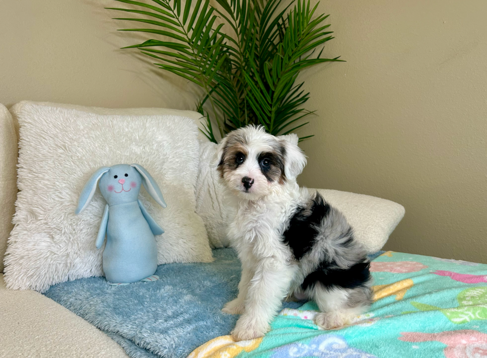 Cute Mini Aussiepoodle Poodle Mix Puppy