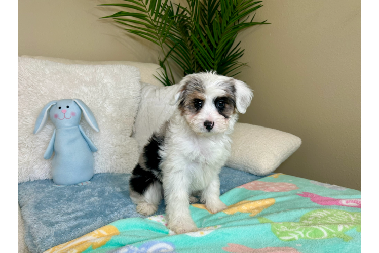 Best Mini Aussiedoodle Baby