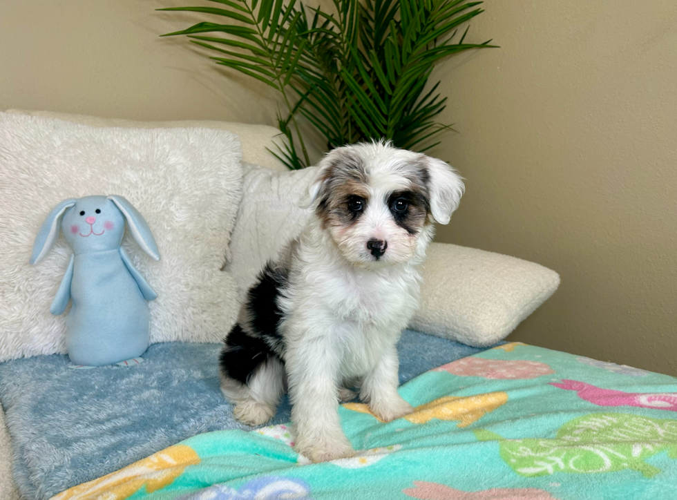 Best Mini Aussiedoodle Baby