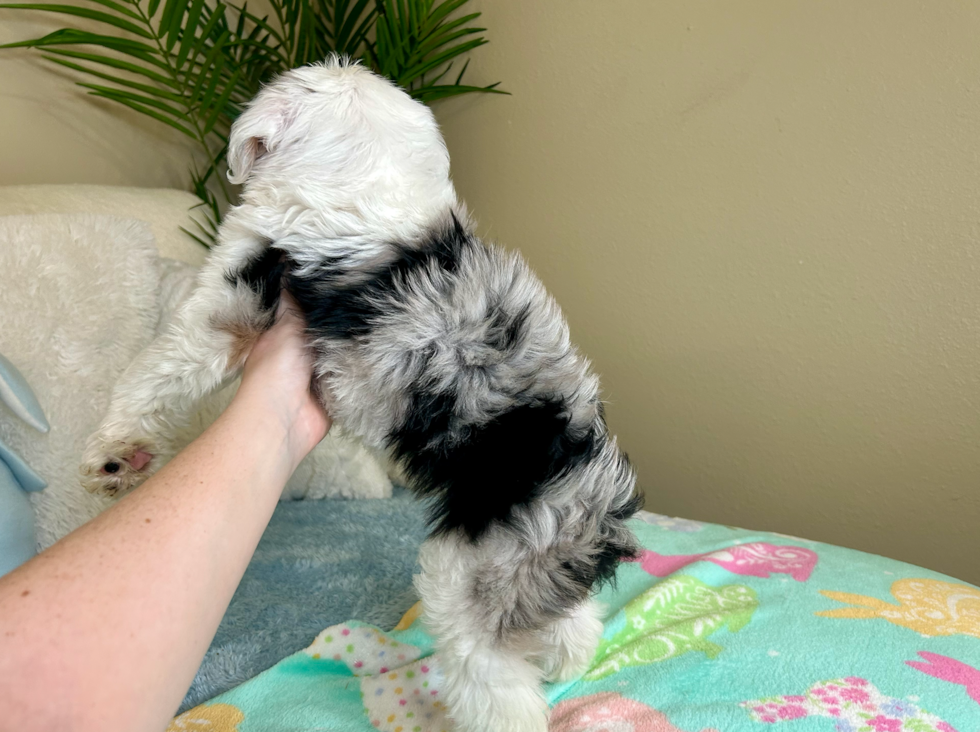 Mini Aussiedoodle Puppy for Adoption