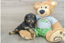 Fluffy Mini Aussiedoodle Poodle Mix Pup