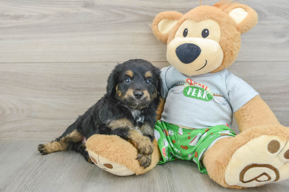 Fluffy Mini Aussiedoodle Poodle Mix Pup