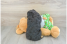 Smart Mini Aussiedoodle Poodle Mix Pup