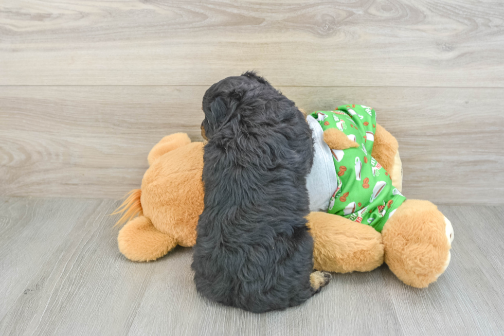 Smart Mini Aussiedoodle Poodle Mix Pup