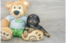 Petite Mini Aussiedoodle Poodle Mix Pup