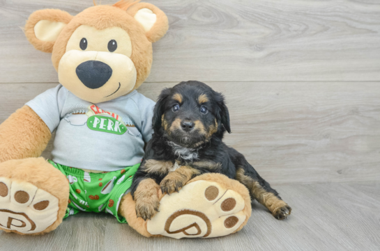 Petite Mini Aussiedoodle Poodle Mix Pup