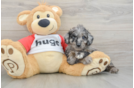Mini Aussiedoodle Puppy for Adoption