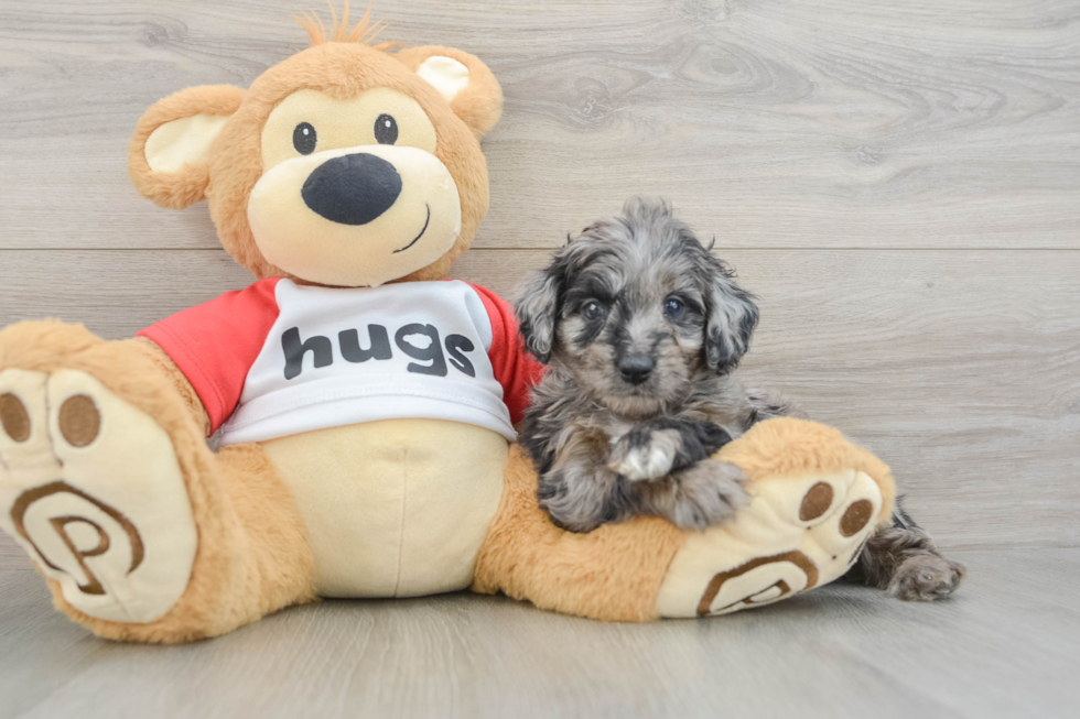 Mini Aussiedoodle Puppy for Adoption