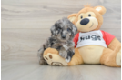 Best Mini Aussiedoodle Baby