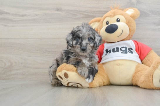 Best Mini Aussiedoodle Baby