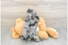 Mini Aussiedoodle Pup Being Cute