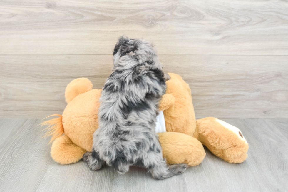 Mini Aussiedoodle Pup Being Cute