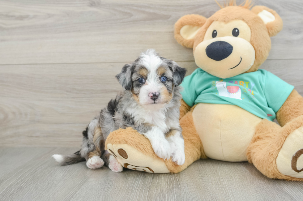 5 week old Mini Aussiedoodle Puppy For Sale - Lone Star Pups