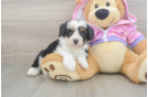 Mini Aussiedoodle Pup Being Cute