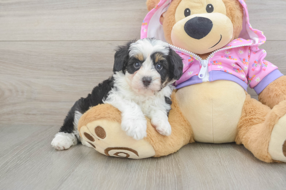 Mini Aussiedoodle Pup Being Cute