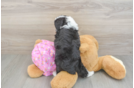 Petite Mini Aussiedoodle Poodle Mix Pup
