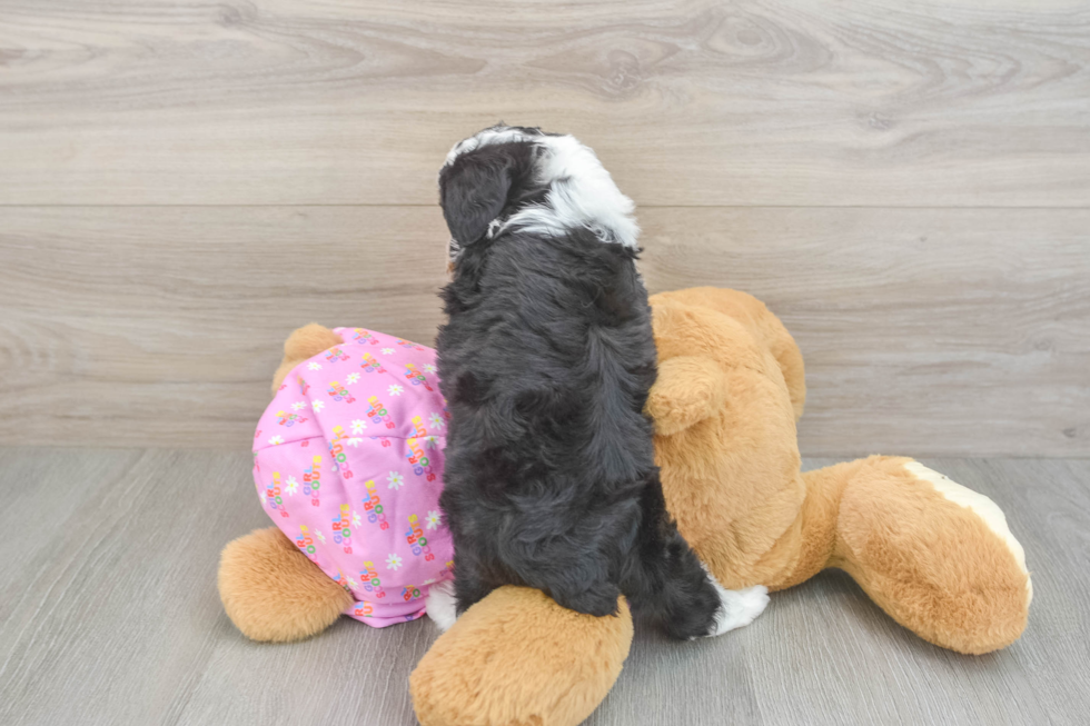 Petite Mini Aussiedoodle Poodle Mix Pup