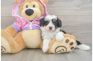 Mini Aussiedoodle Puppy for Adoption