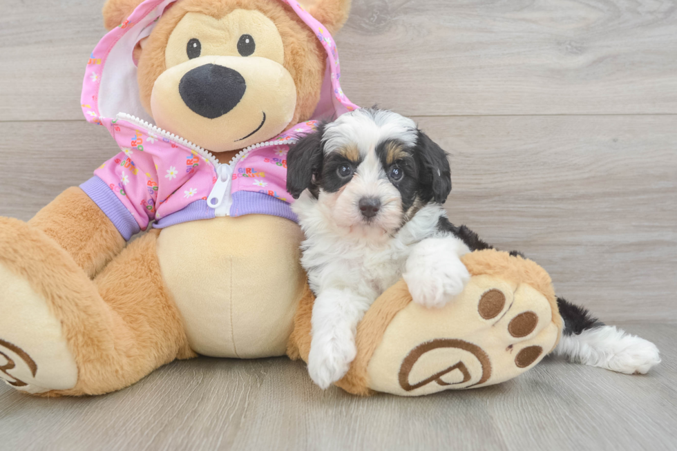 Mini Aussiedoodle Puppy for Adoption