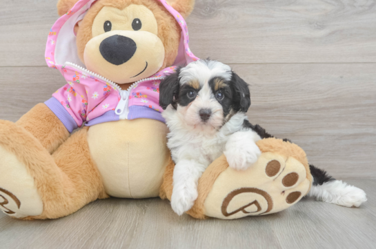 Mini Aussiedoodle Puppy for Adoption