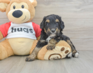 7 week old Mini Aussiedoodle Puppy For Sale - Lone Star Pups