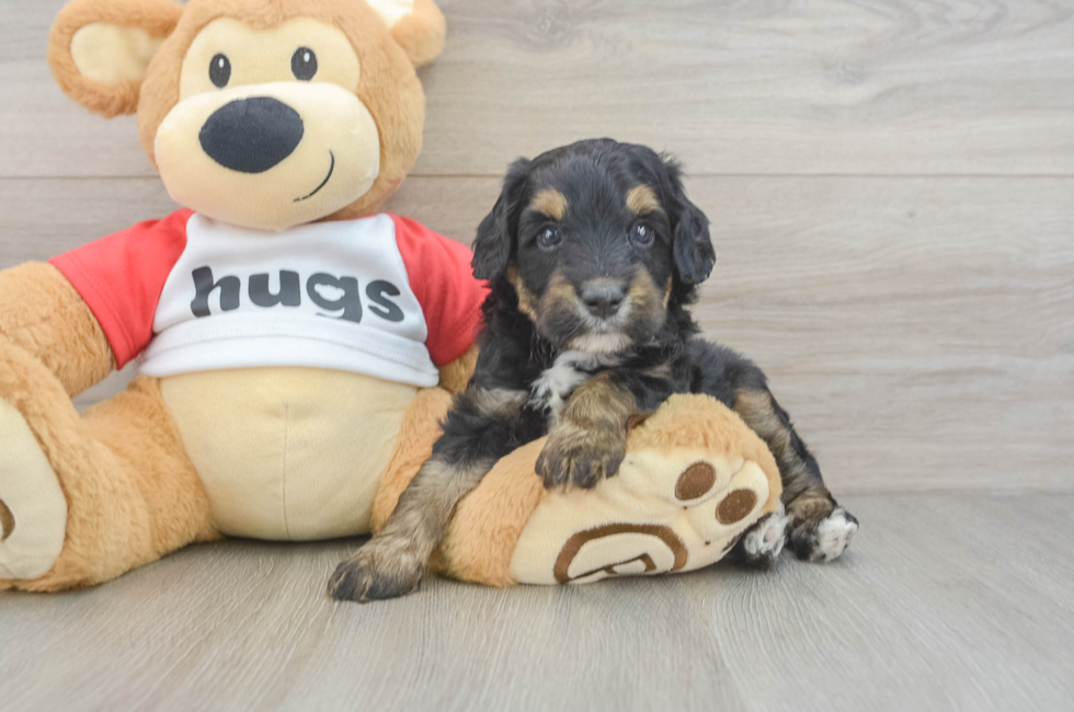 5 week old Mini Aussiedoodle Puppy For Sale - Lone Star Pups