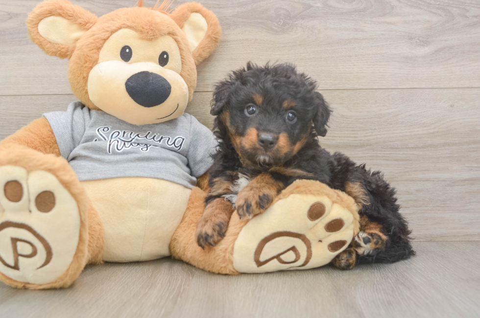 6 week old Mini Aussiedoodle Puppy For Sale - Lone Star Pups