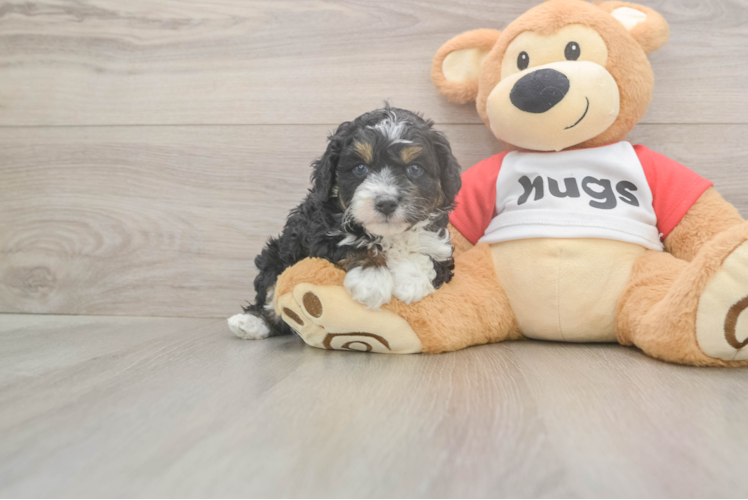 Mini Aussiedoodle Puppy for Adoption