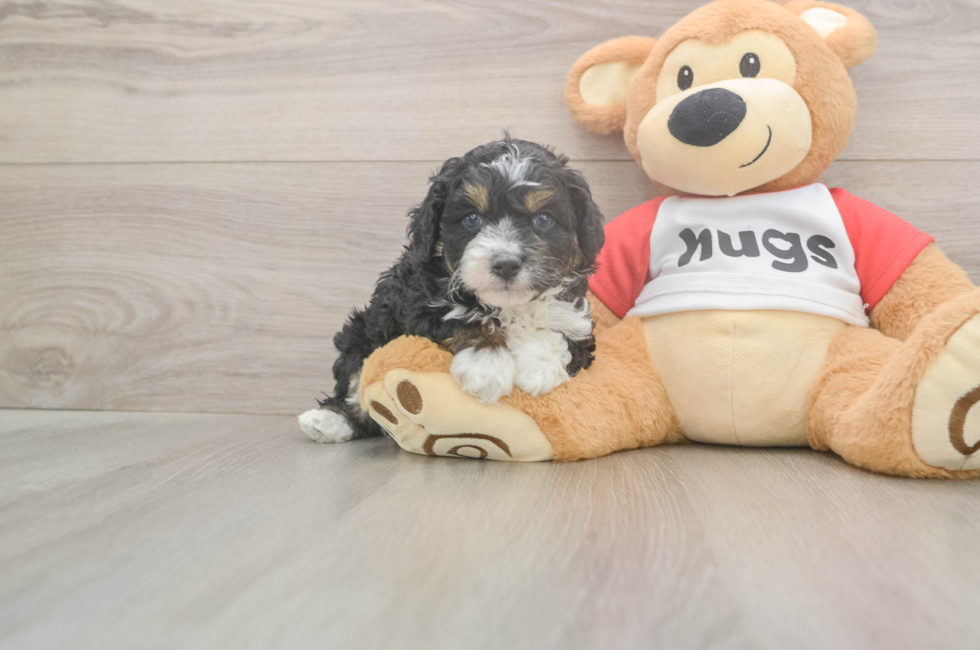 5 week old Mini Aussiedoodle Puppy For Sale - Lone Star Pups