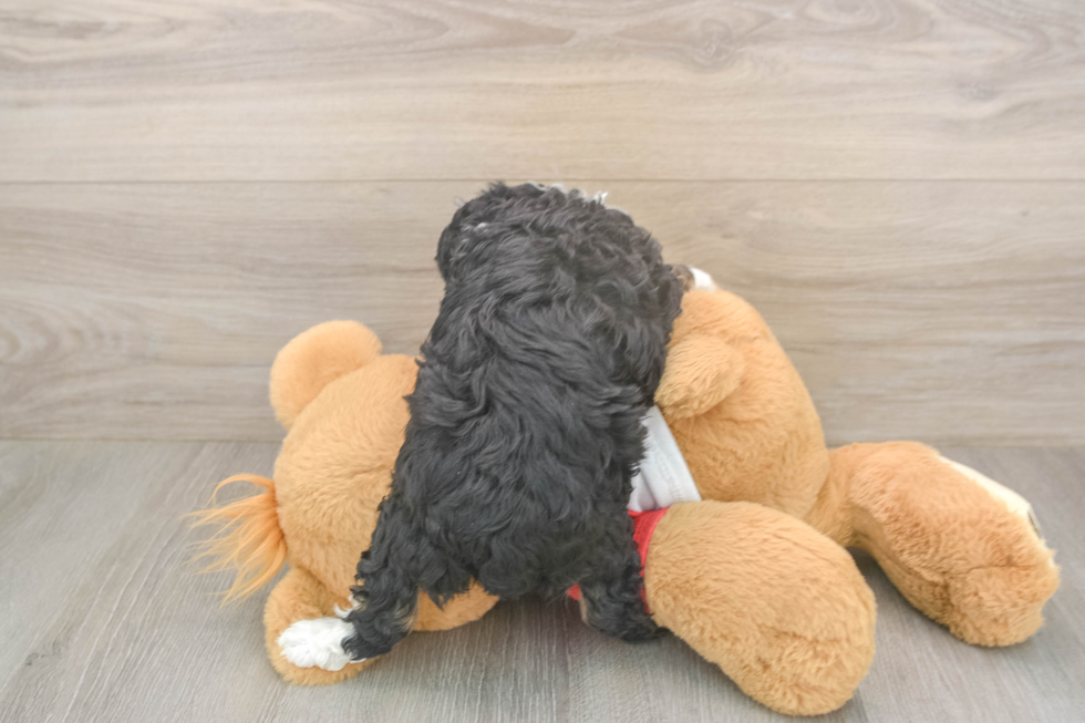 Happy Mini Aussiedoodle Baby