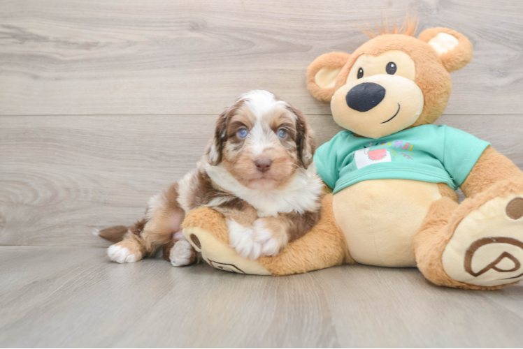 Hypoallergenic Aussiepoo Poodle Mix Puppy